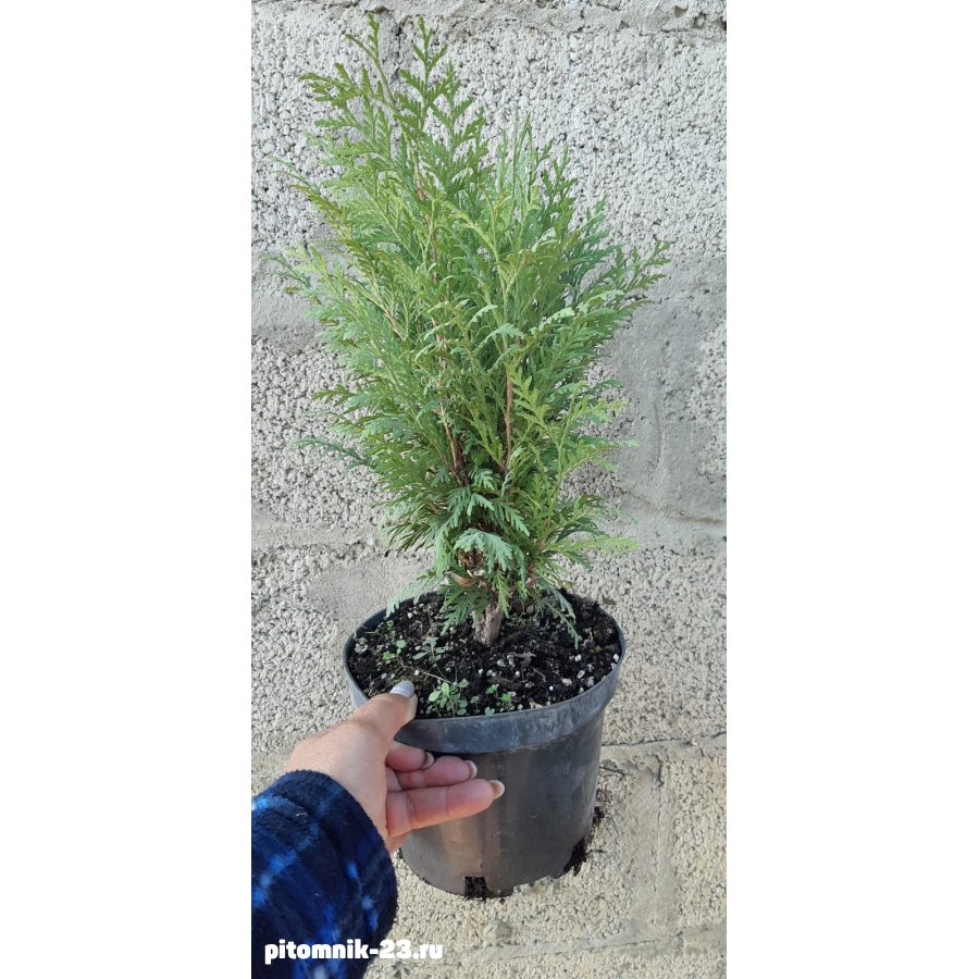 ТУЯ ЗАПАДНАЯ ВУДВАРДИ 25-40 см.