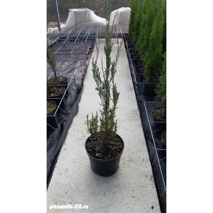 Можжевельник Скальный 50-60 см