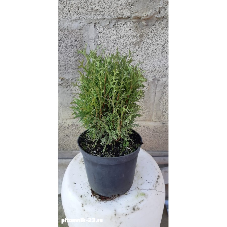 Туя западная Хозери (25-35 см)3л.