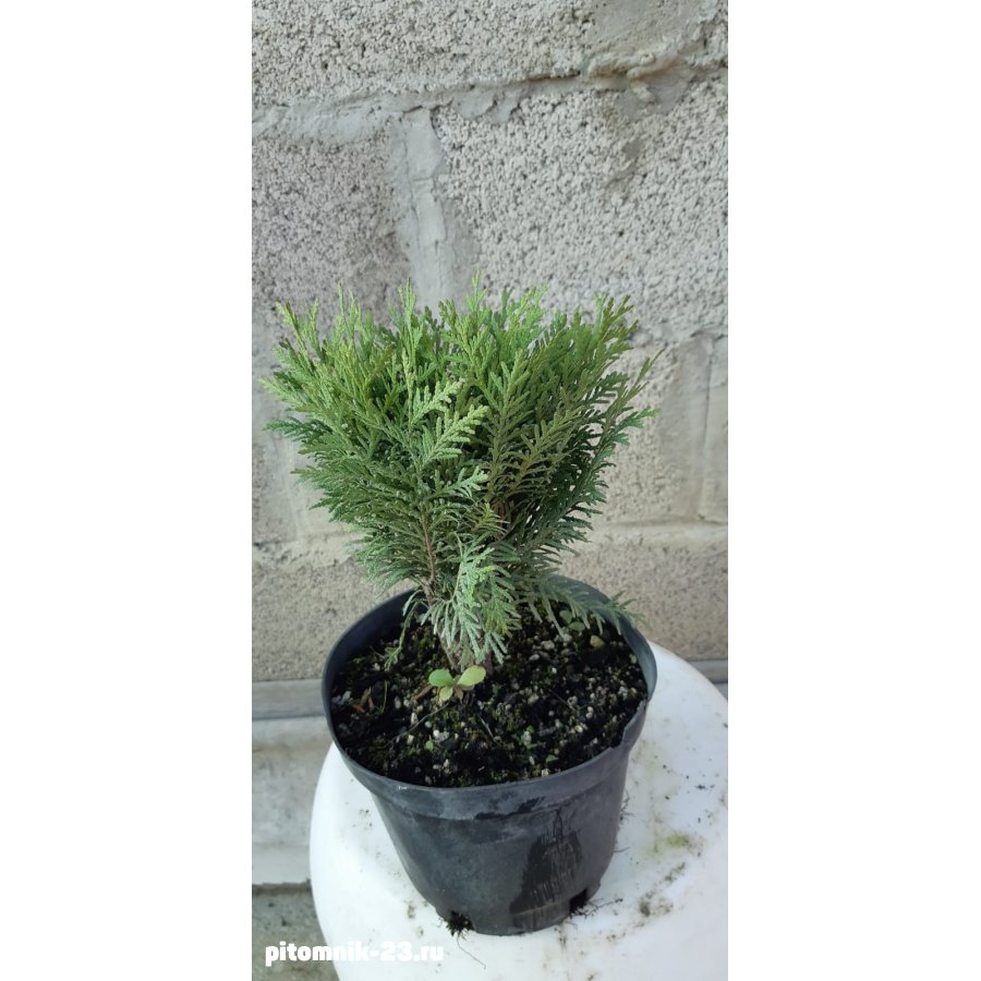 Туя западная Даника (Thuja occidentalis Danica) 25-30см3л.