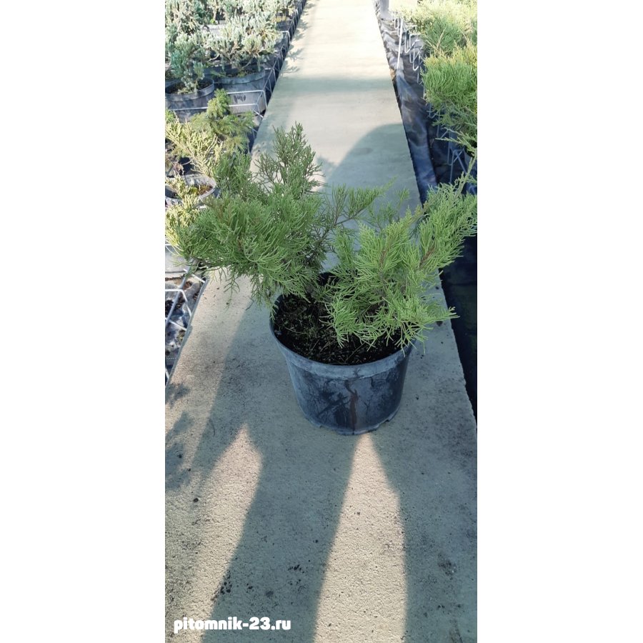 Можжевельник в ассортименте 7.5 л.