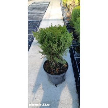 Туя западная Мириам (40-50 см)7.5 л.