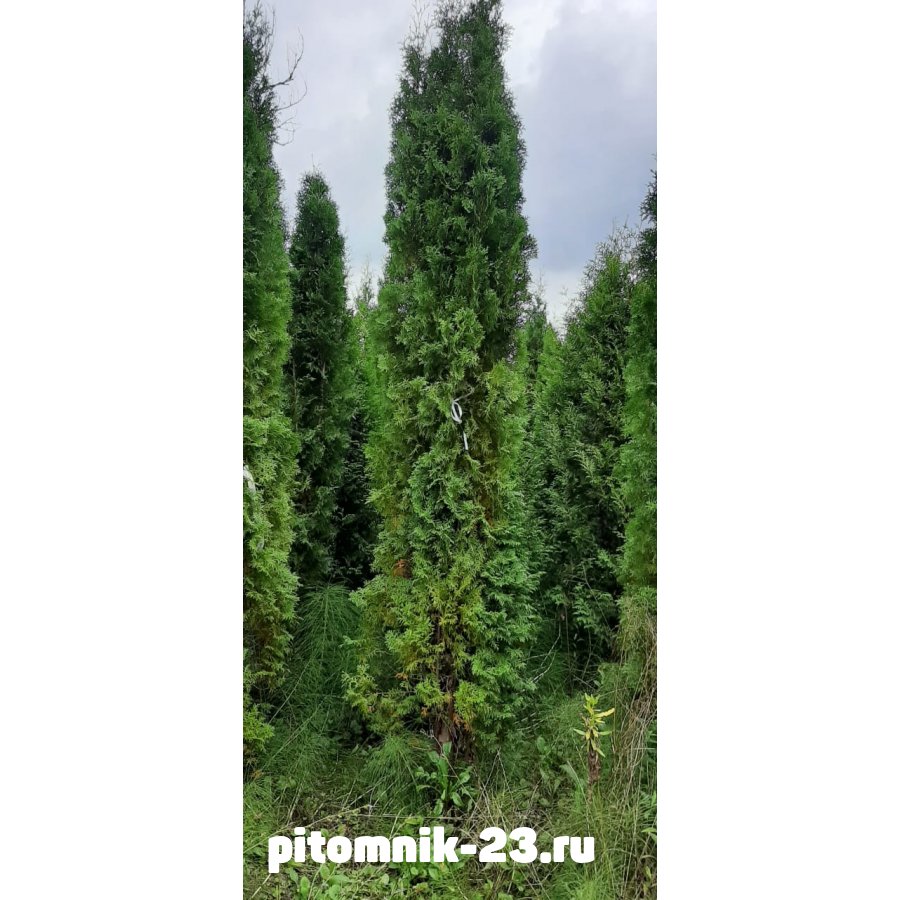 ТУЯ ЗАПАДНАЯ КОЛУМНА 400+см.Ком за 1 погонный метр