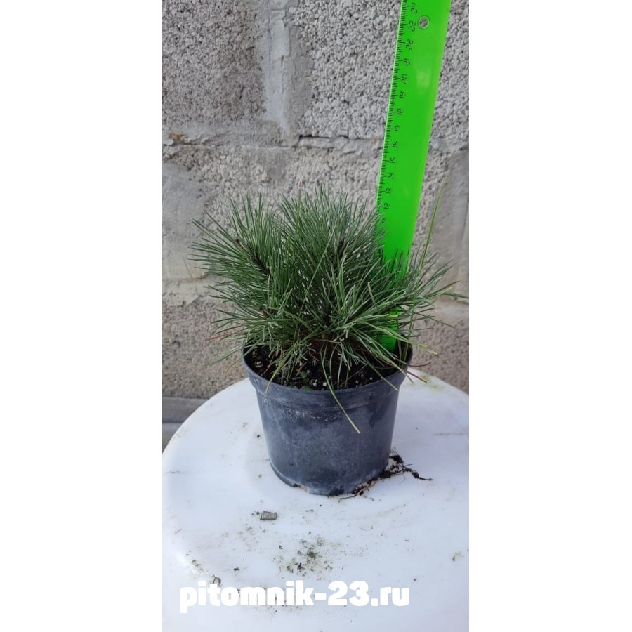 Сосна горная Мугус 