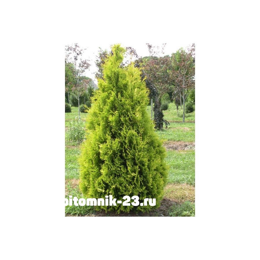 Туя западная Еллоу Риббон 150-200 смКом за 1 погонный метр