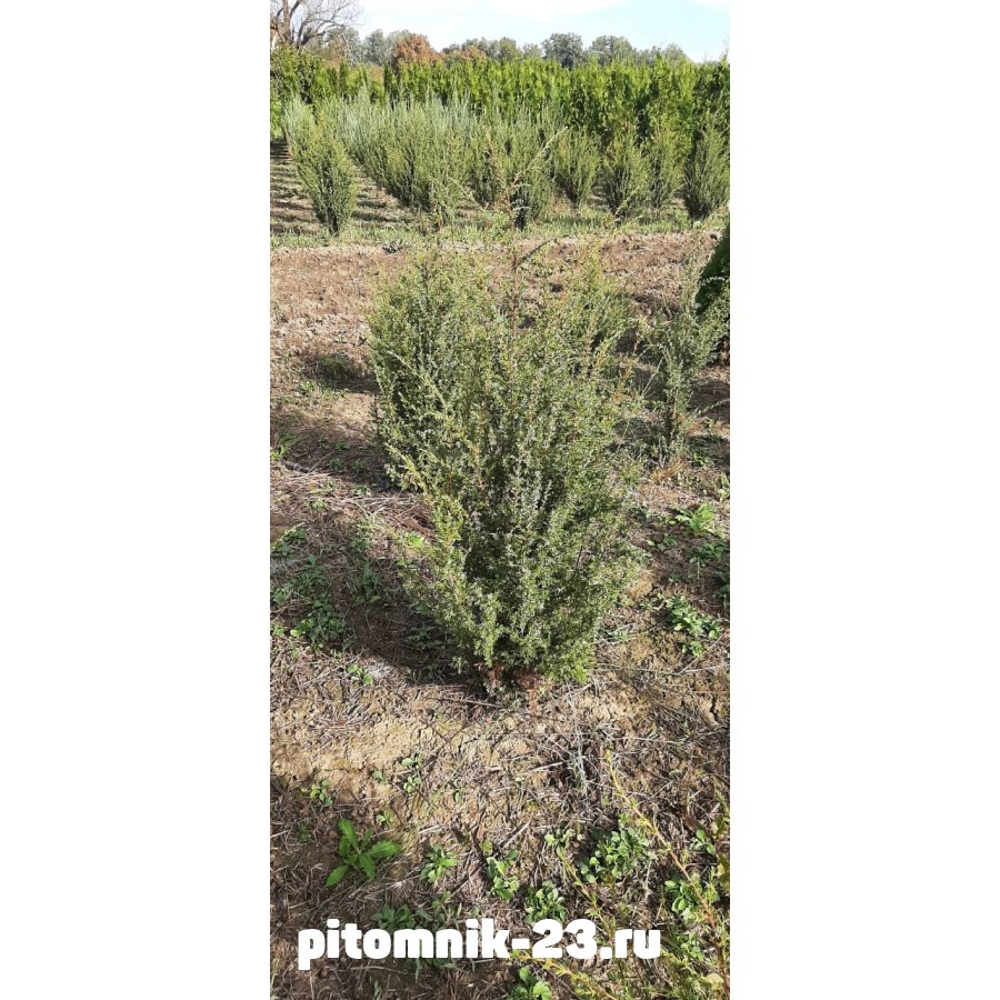 Можжевельник обыкновенный Хиберника 25-35 см