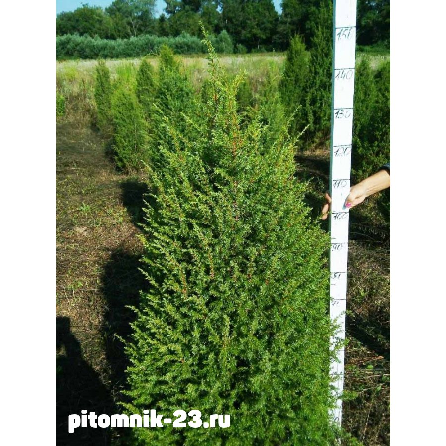 Можжевельник обыкновенный Хиберника 50-110 см