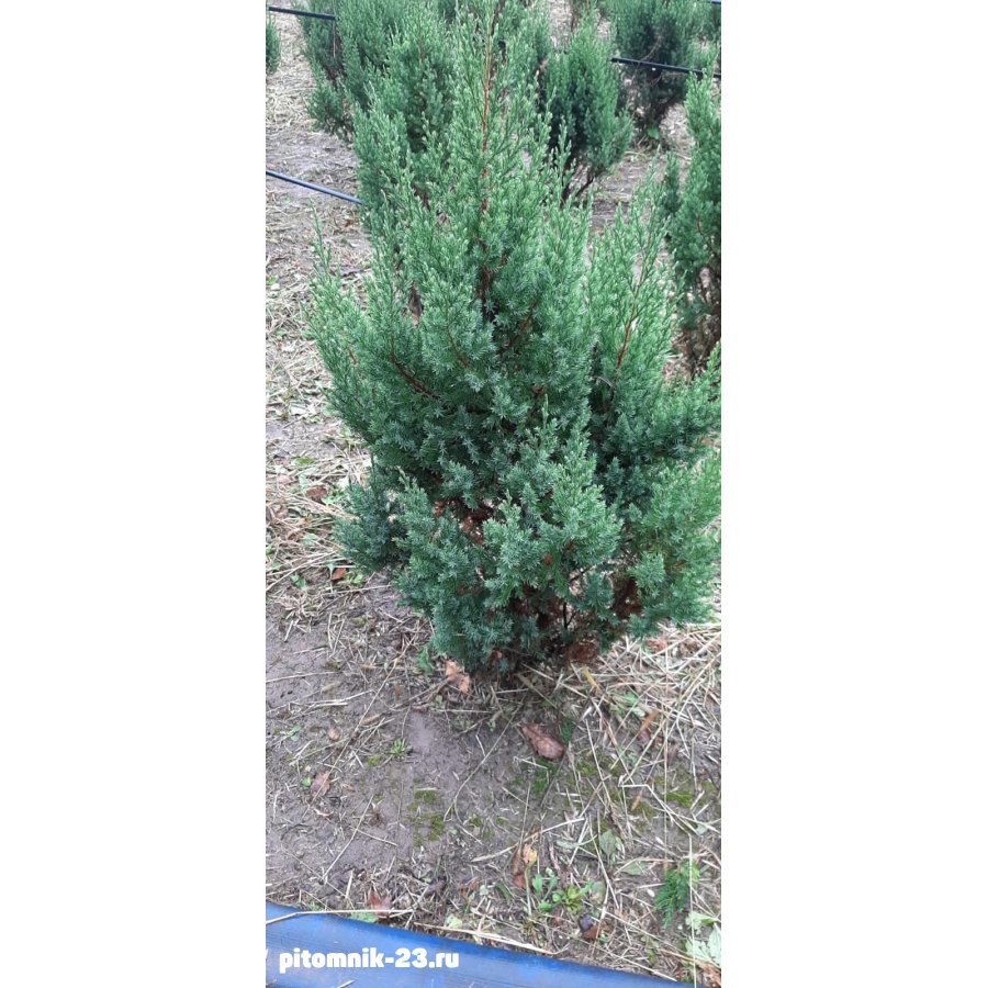 Можжевельник китайский Стрикта 90-120 см
