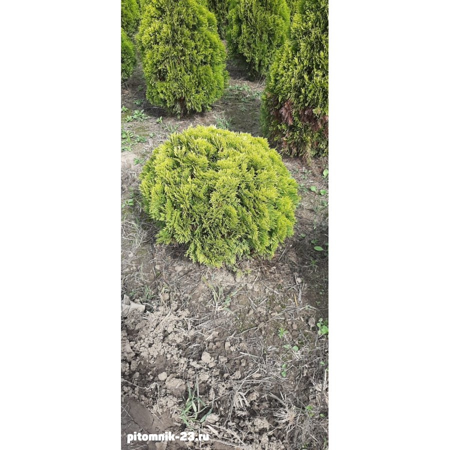 Туя западная Мириам 40-60 см