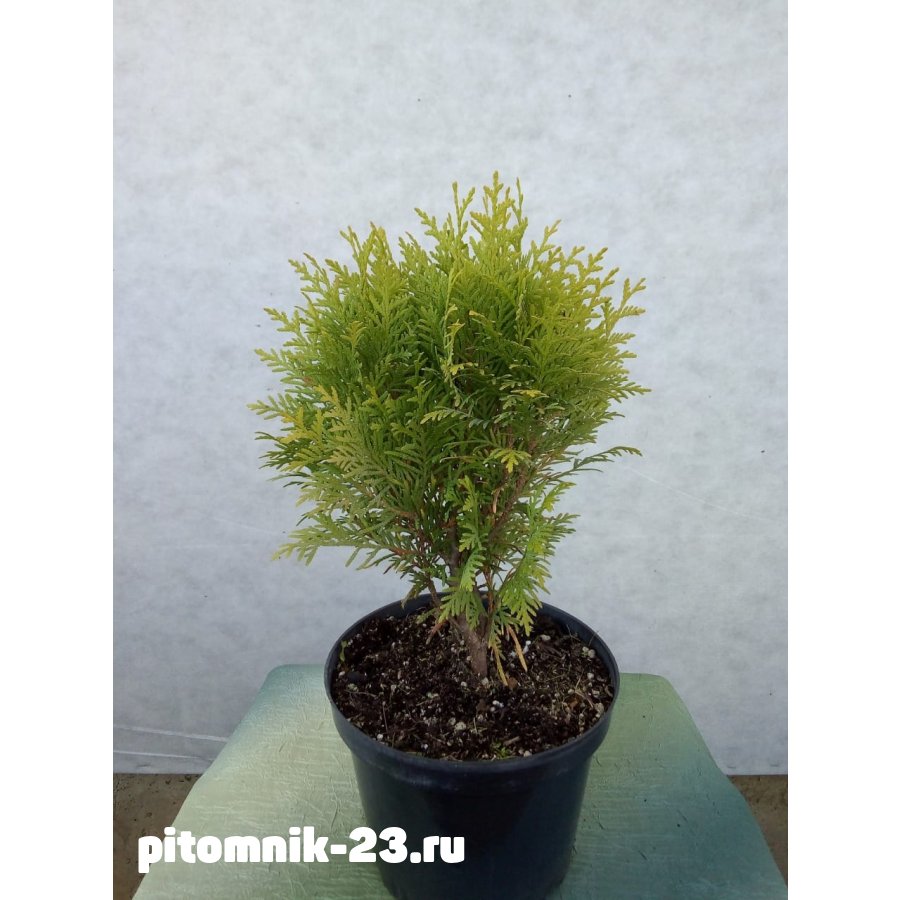 Туя западная Мириам 25-35 см3л.