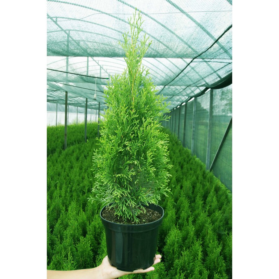 ТУЯ ЗАПАДНАЯ СМАРАГД 40-50 см3л.