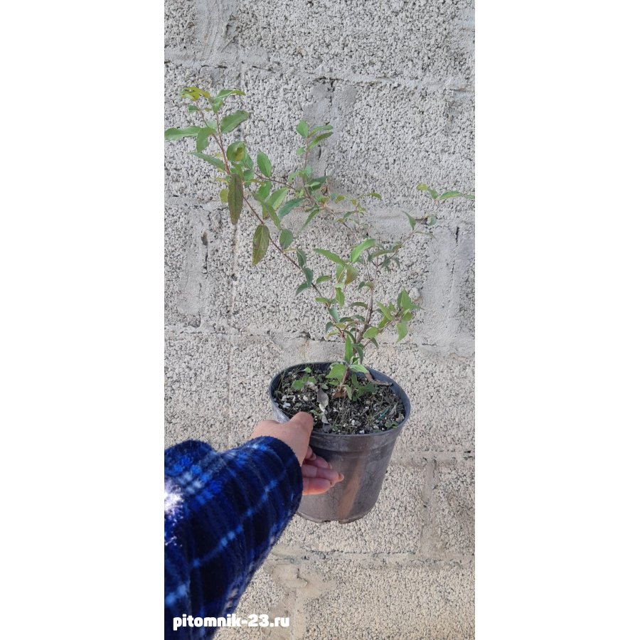 Де́йция (лат. Déutzia)3л.