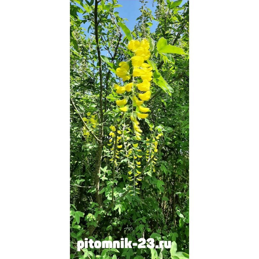 Бобовник Золотой дождьКом